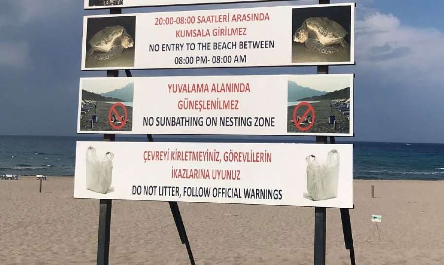 In order to save turtles, new restrictions have been introduced on beaches